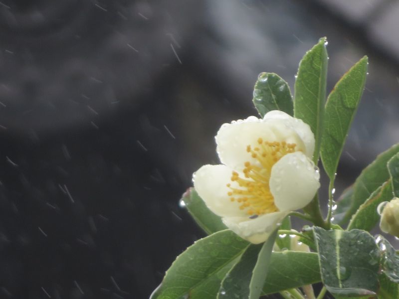 7/21季節の花ごよみ